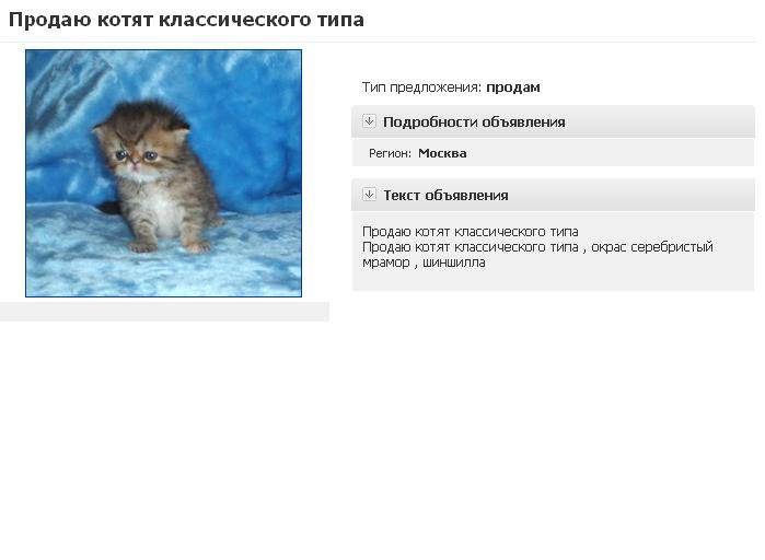 Какого котенка лучше брать: полная инструкция