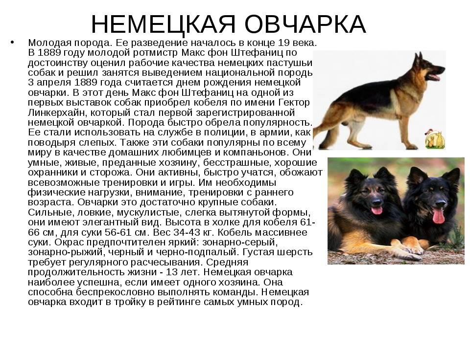 Английская овчарка: характеристики вида, правила содержания и прочие аспекты + фото