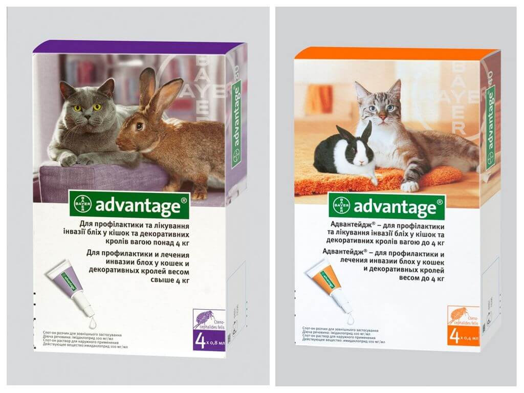 Глисты у кроликов: лечение, симптомы, профилактика, что делать