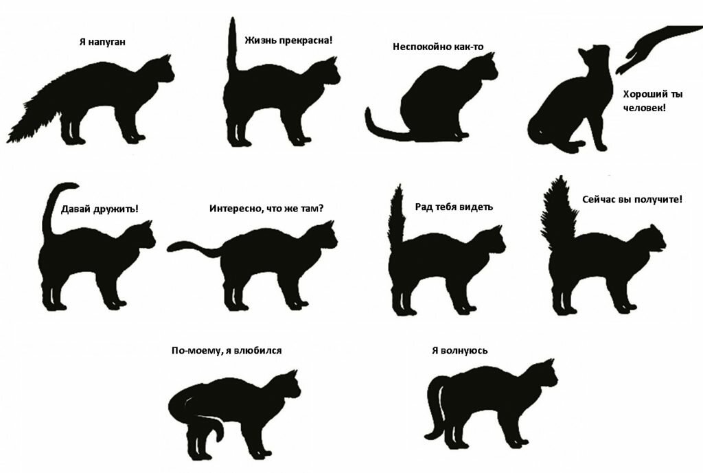 Почему коты и кошки виляют хвостом