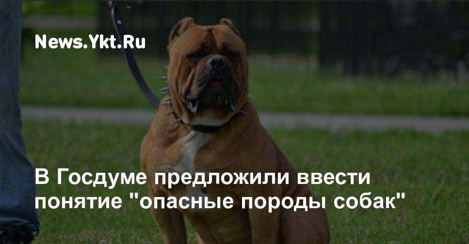 Какие собаки запретили в россии — сайт эксперта по животным — howmeow