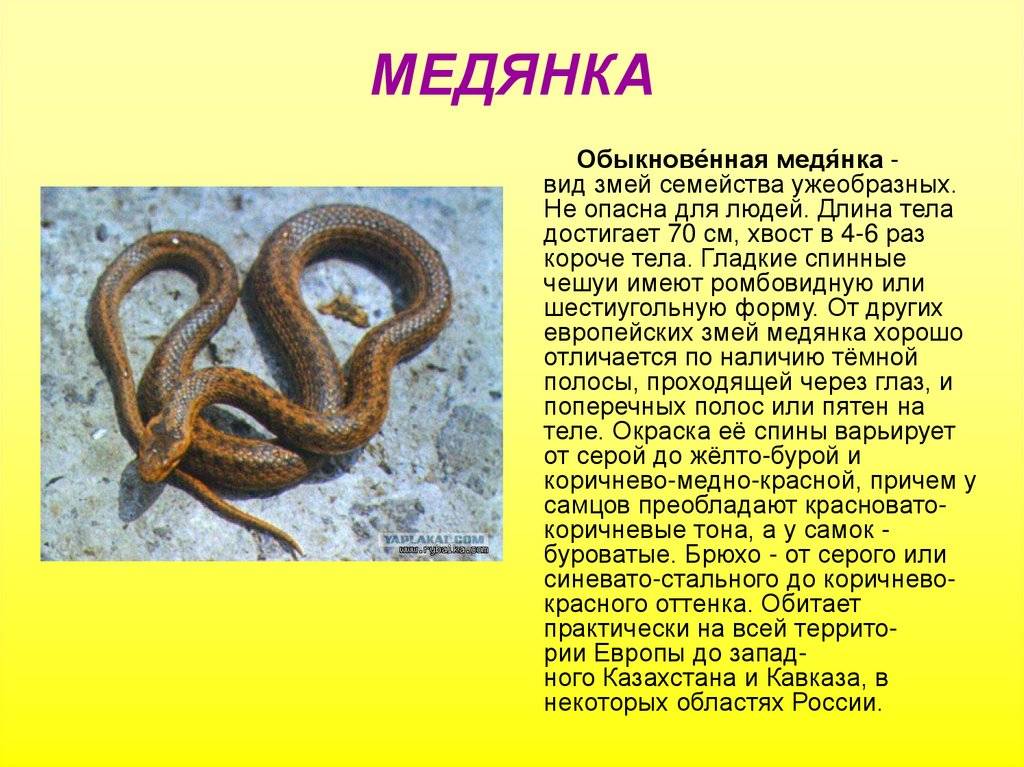 Ядовитая ли змея медянка или нет, опасен ли укус для человека