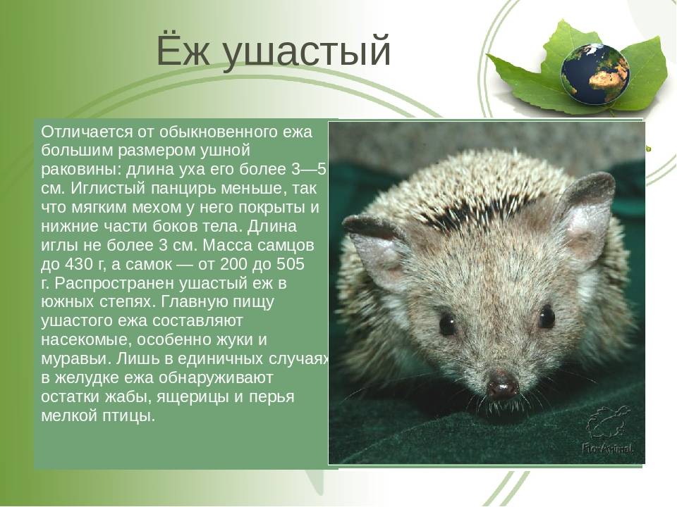Ушастый ёж hemiechinus auritus