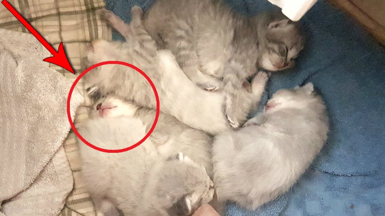 Почему кошка ест своих котят: причины кошачьего каннибализма_ | wwwcat.ru
