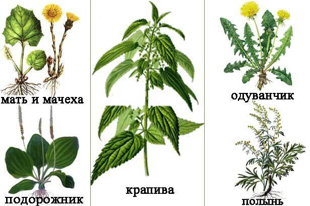 Какие ветки можно давать кроликам и для чего это нужно?