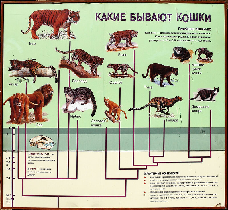 Самые большие хищные дикие кошки мира