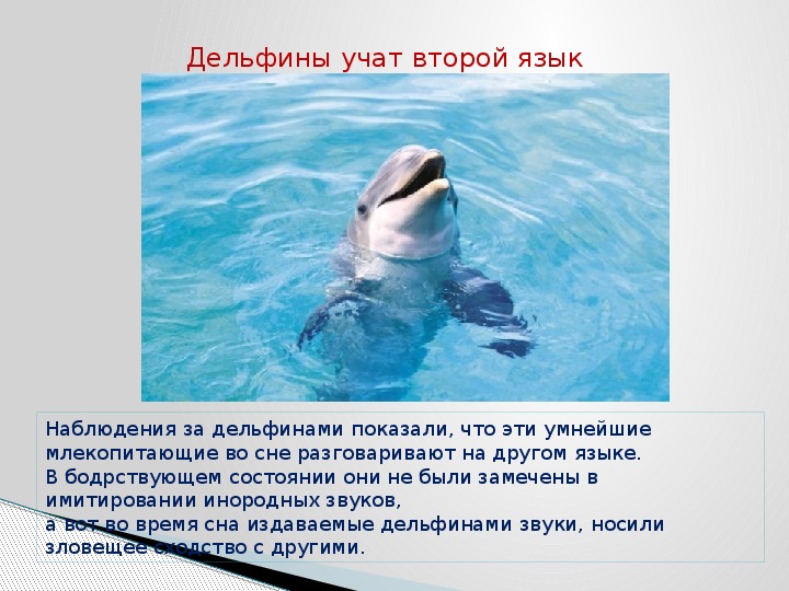 Почему язык дельфинов круче человеческого?