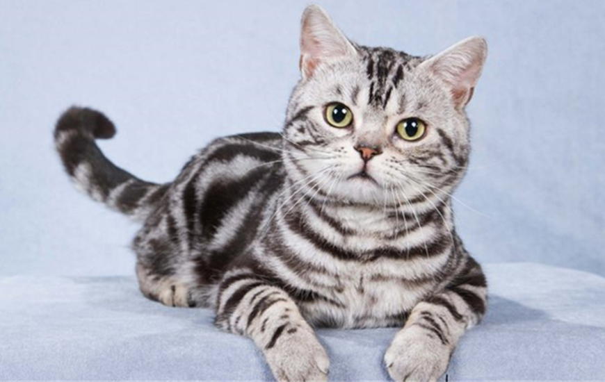 Американские породы кошек с фотографиями и названиями