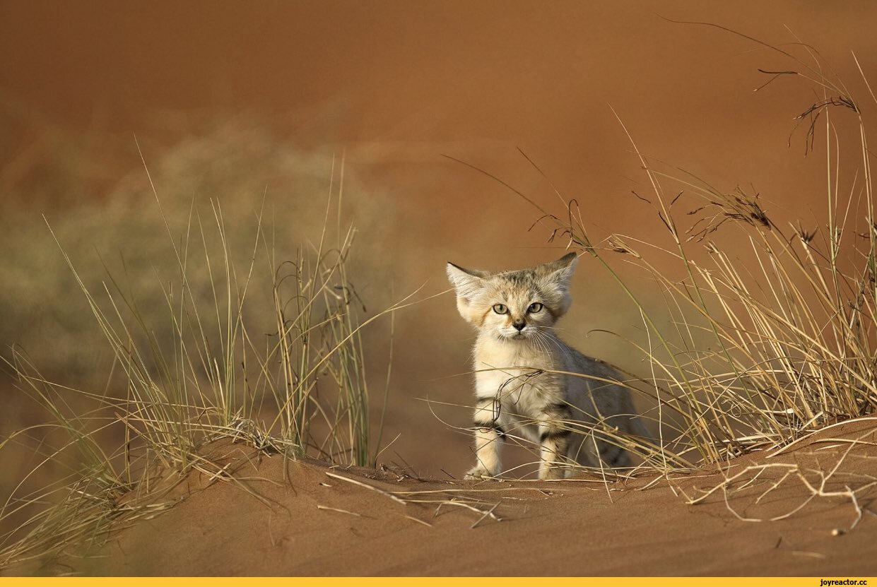 Пустынный Кот