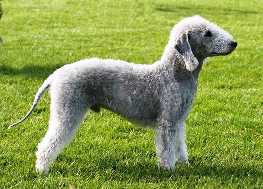 Бедлингтон терьер (bedlington terrier) - особенности породы содержание уход разведение | наш питомец