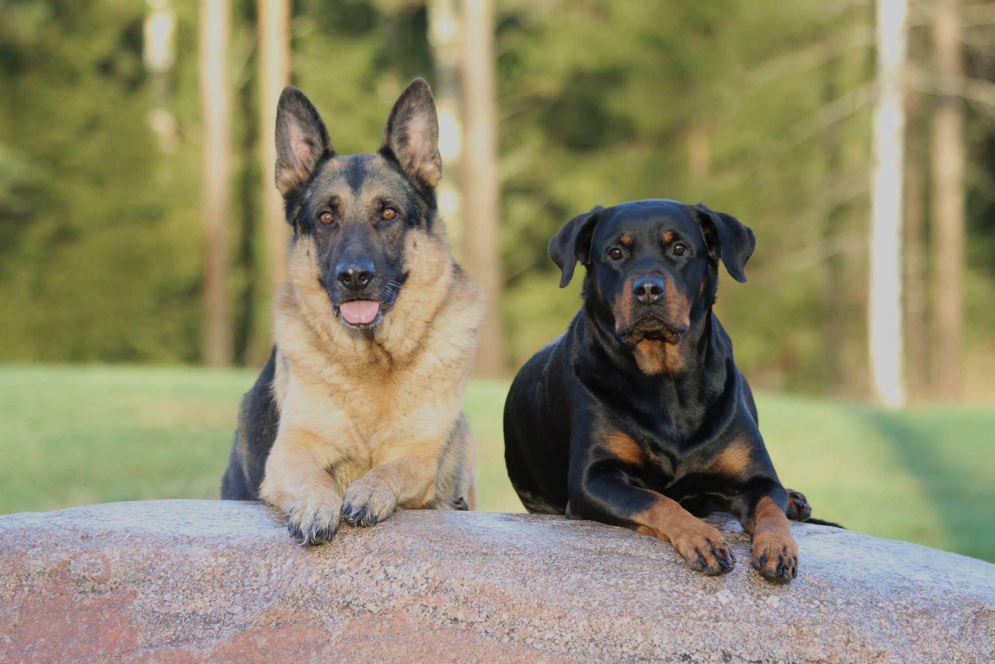 Сторожевые породы собак для частного дома
