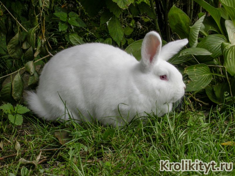 Новозеландские кролики: разведение, фото и отзывы. белый новозеландский кролик