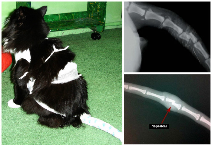 Как определить перелом лапы у кошки: лечение в домашних условиях