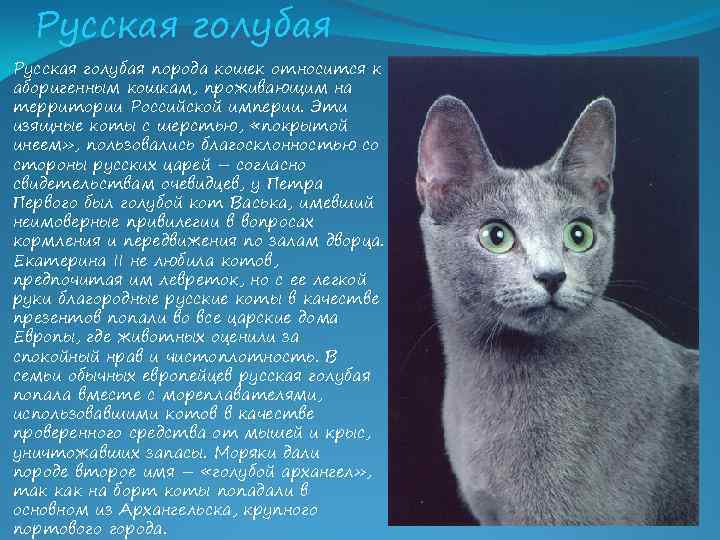 Русская голубая кошка: описание породы, характер, уход и здоровье