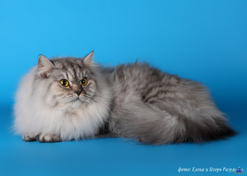 ᐉ британская длинношерстная кошка или хайлендер: описание породы, содержание и уход - kcc-zoo.ru