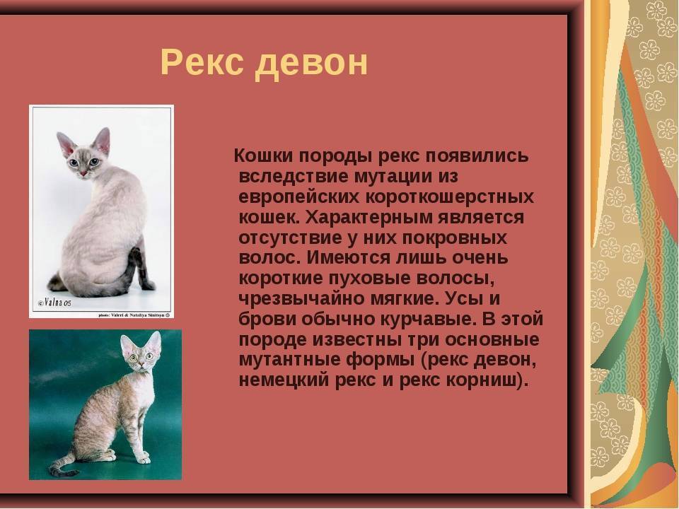 Кошка девон рекс: описание породы, выбор котёнка, фото и отзывы владельцев, уход за питомцем и его содержание