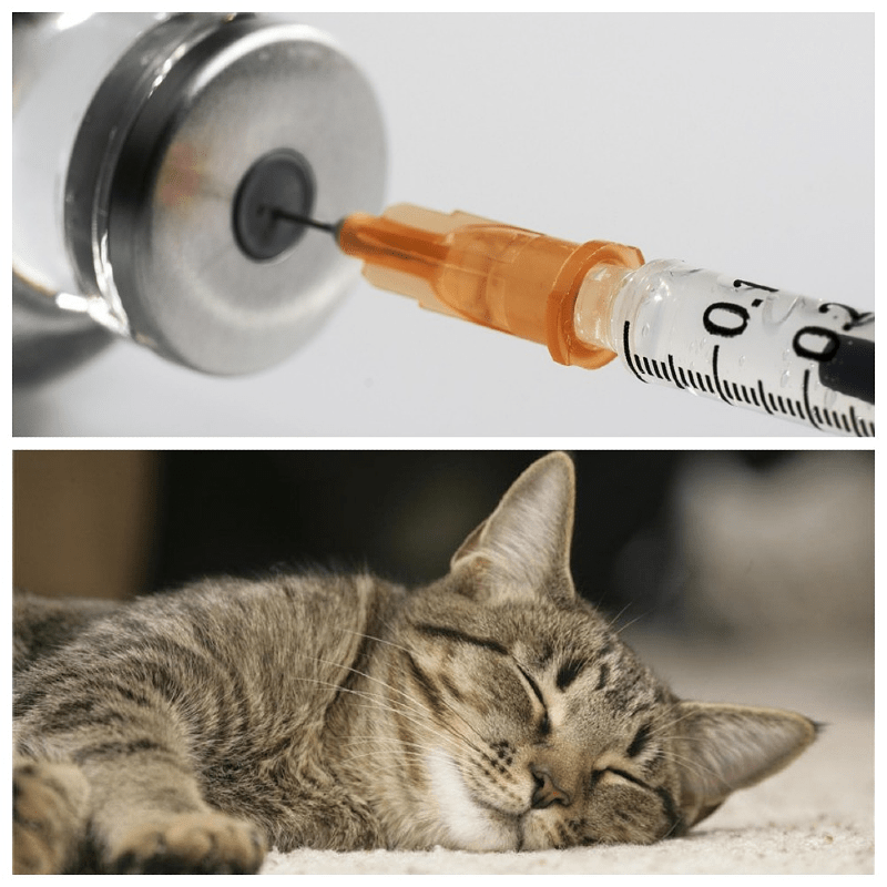 Каким препаратом усыпляют собак и кошек?