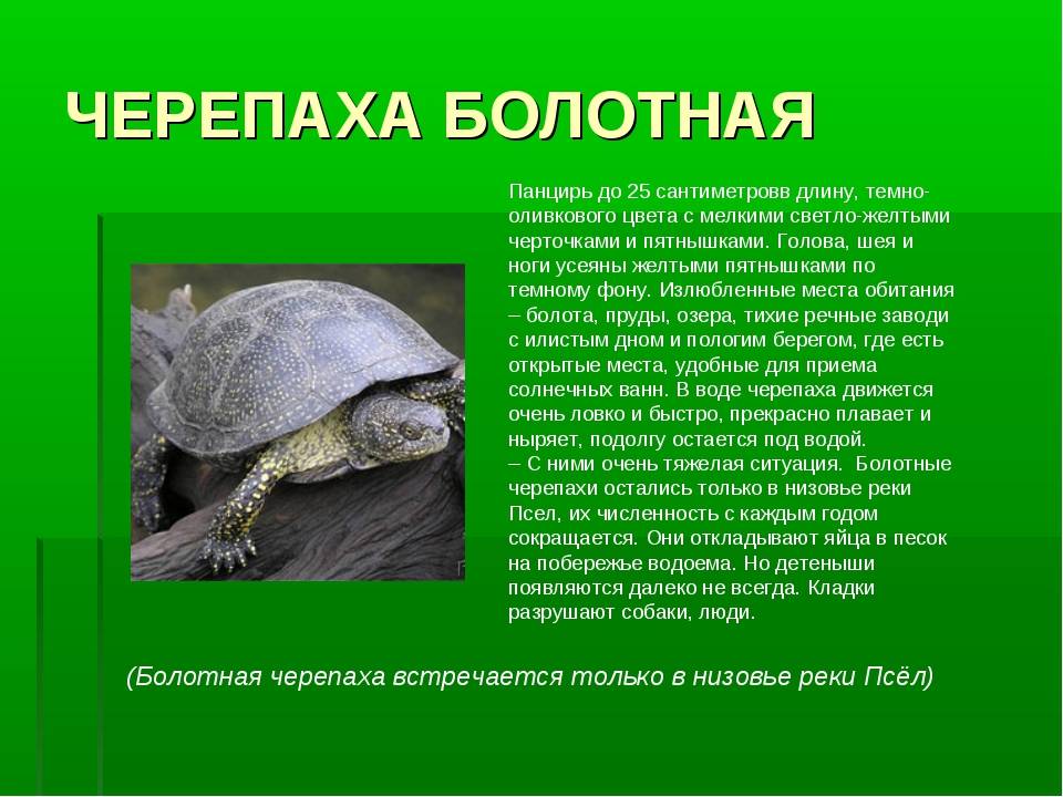 К какому отряду относится черепаха. Карликовая Болотная черепаха. Пресмыкающиеся Болотная черепаха. Зеленая Болотная черепаха. Черепашата Болотной черепахи.