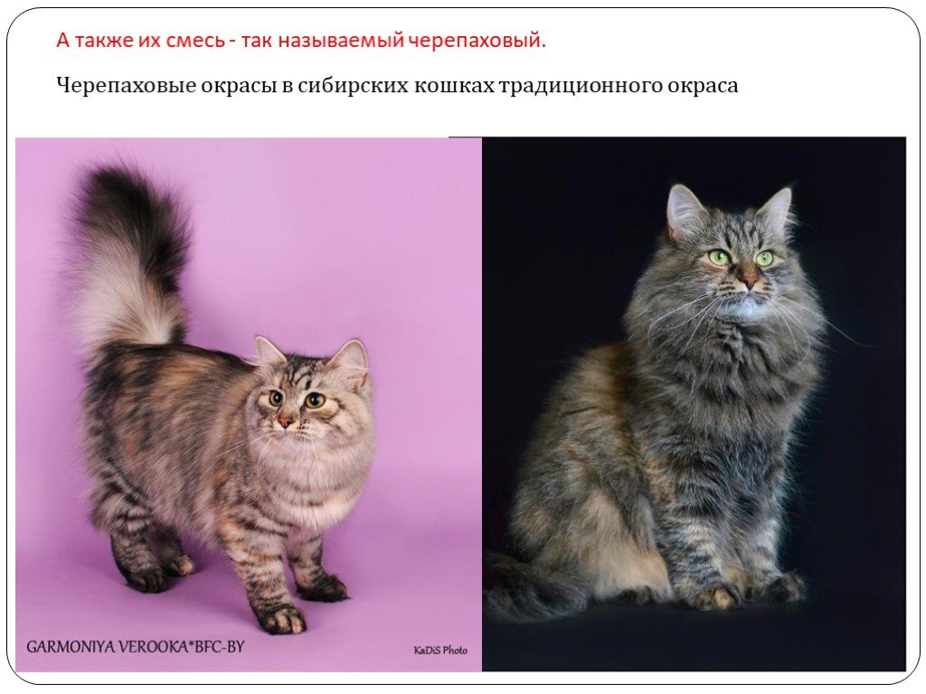 Норвежская лесная кошка: здоровье, уход и типичные болезни породы. описание характера, сколько живут и чем питаются (60 фото)