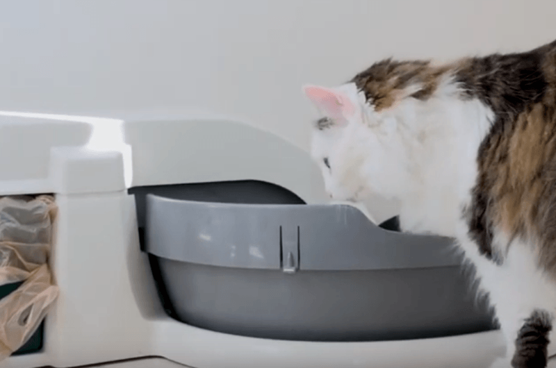 Туалет для кошки: как выбрать, где разместить, обзор вариантов