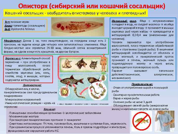Описторхоз у кошек и котов