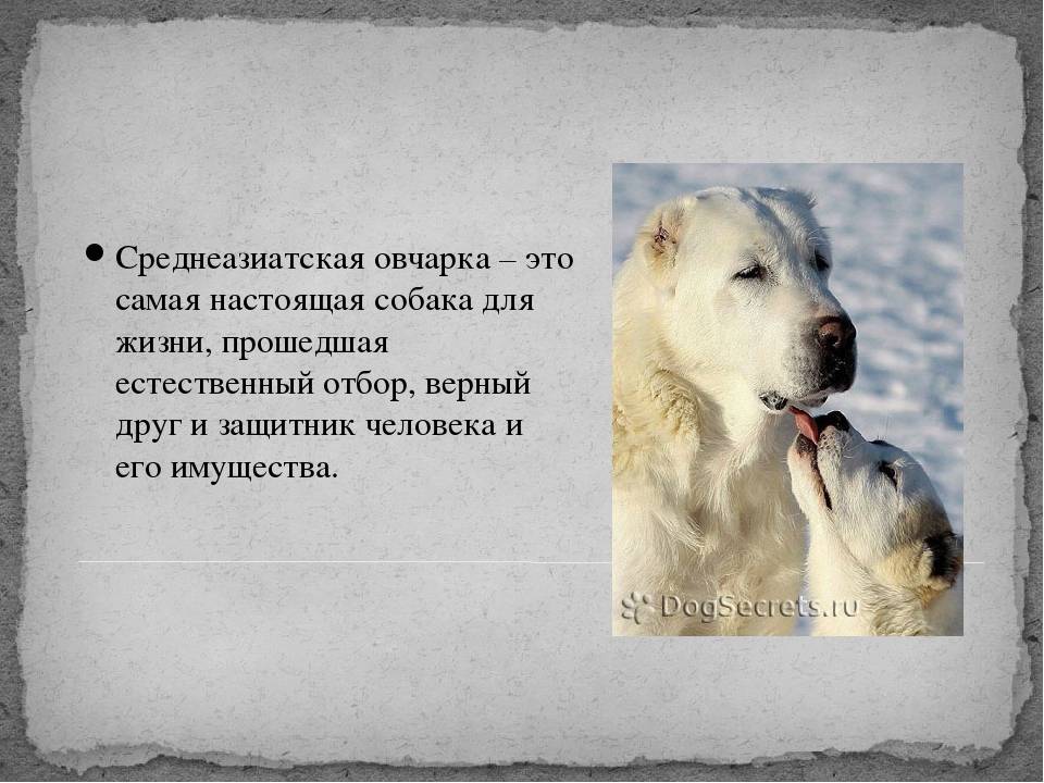 Кавказская овчарка (кавказский волкодав) - фото, характер, описание и уход, отзывы, болезни