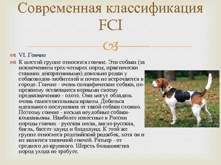 Охотничьи собаки. описание, особенности и названия охотничьих пород собак | животный мир