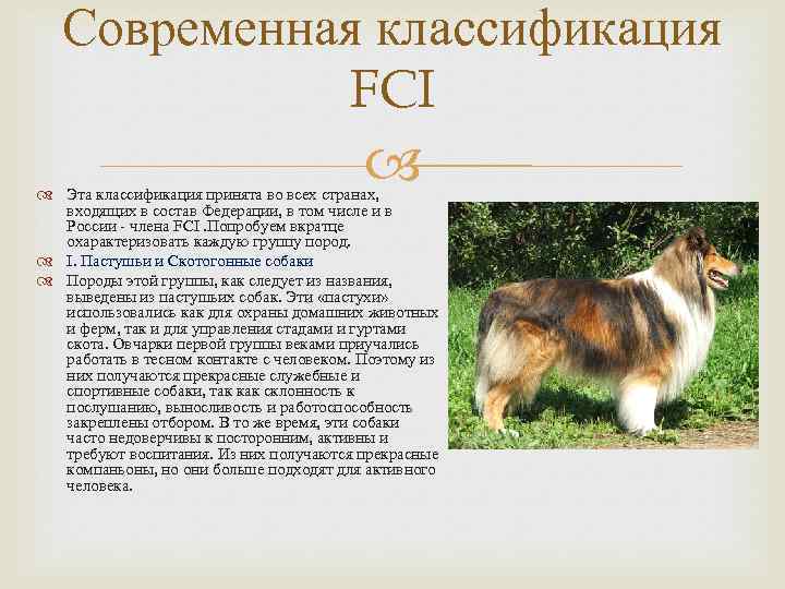 Большие собаки по классификатору мкф