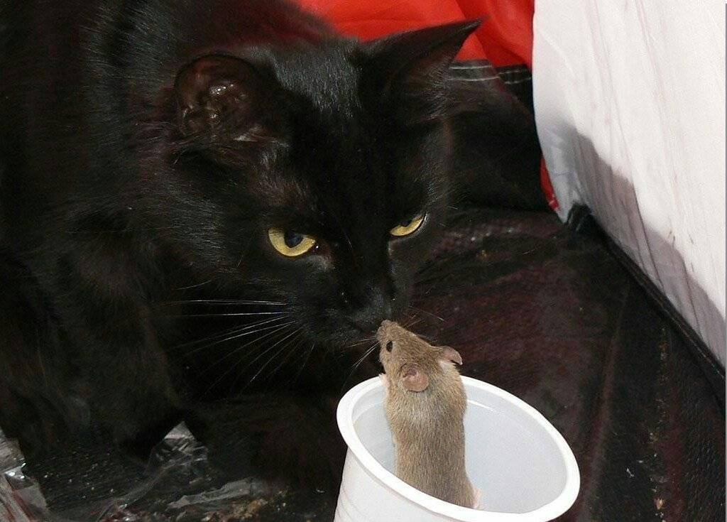 Кошка ест мышей: чем это опасно