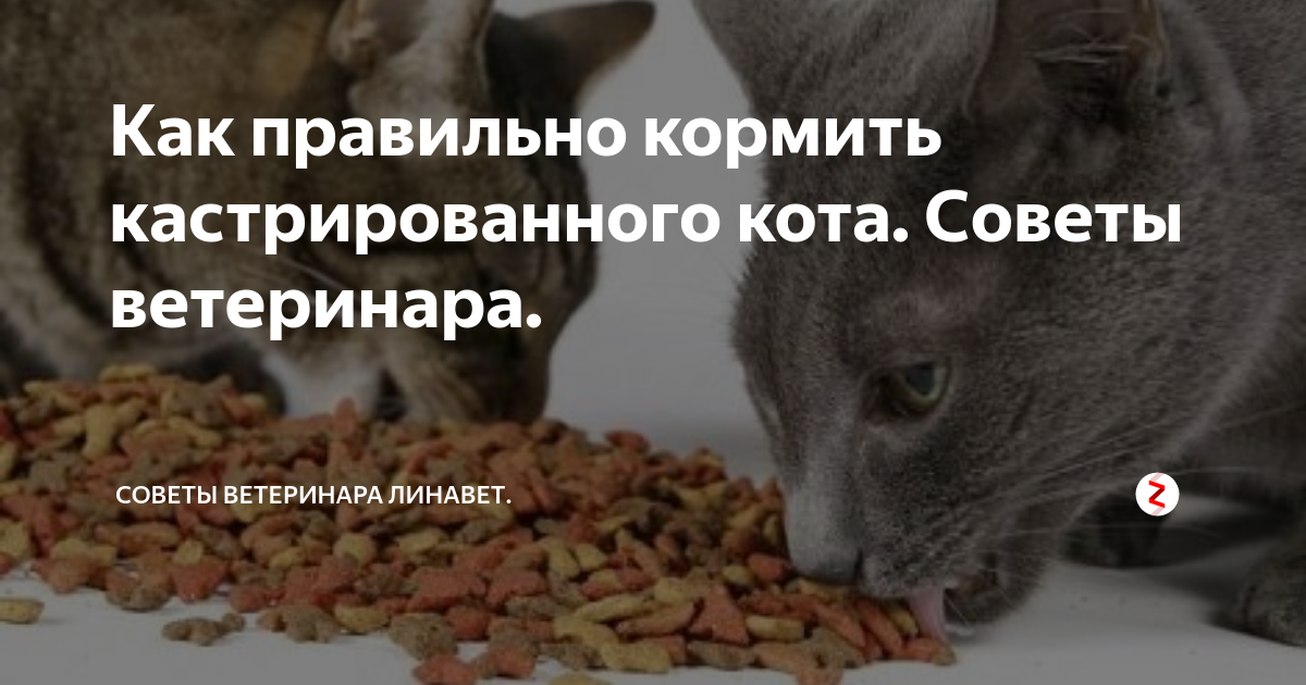 Как и чем кормить кастрированного кота?