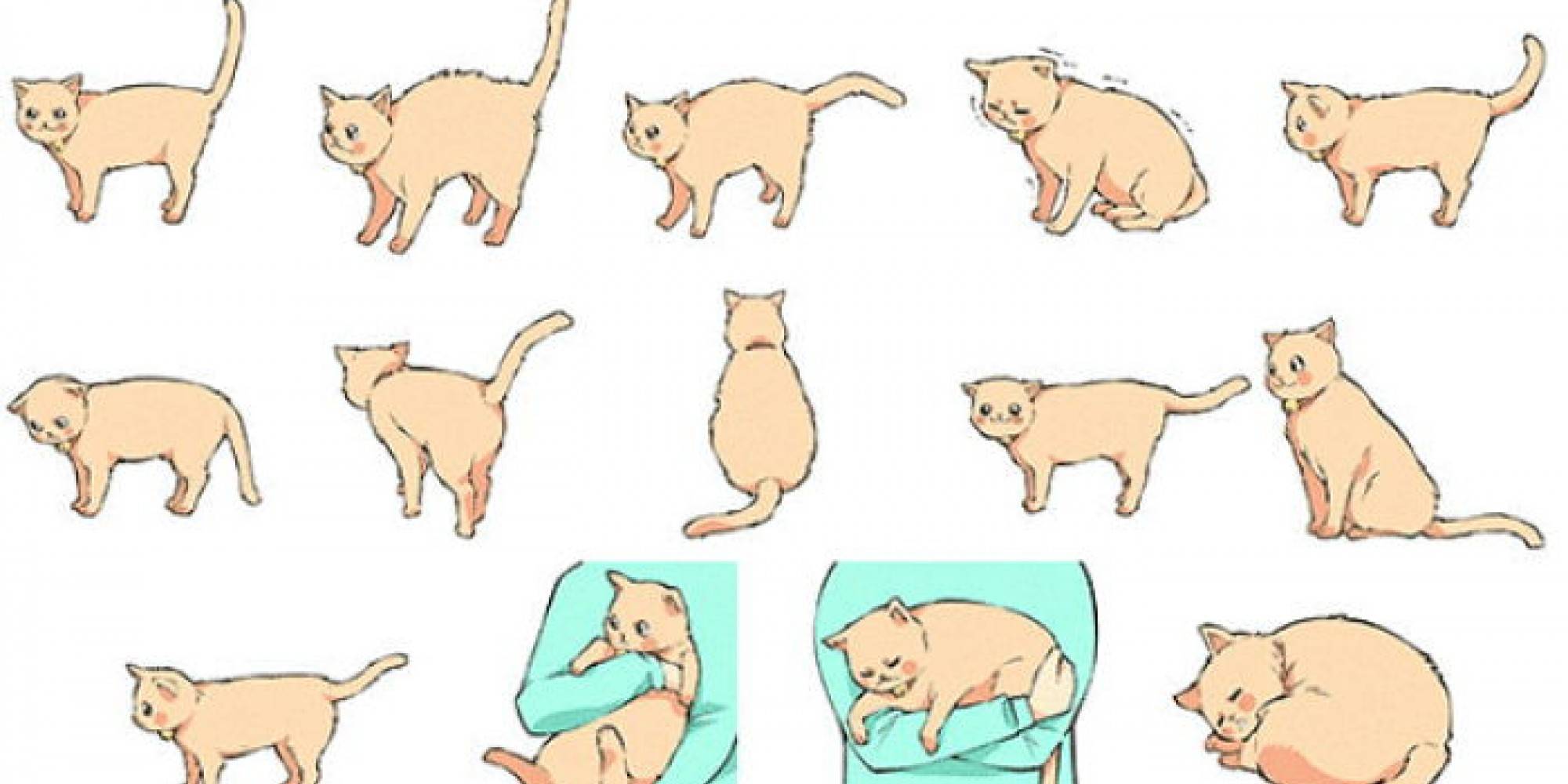 Почему кошка трясут хвостом как будто метит