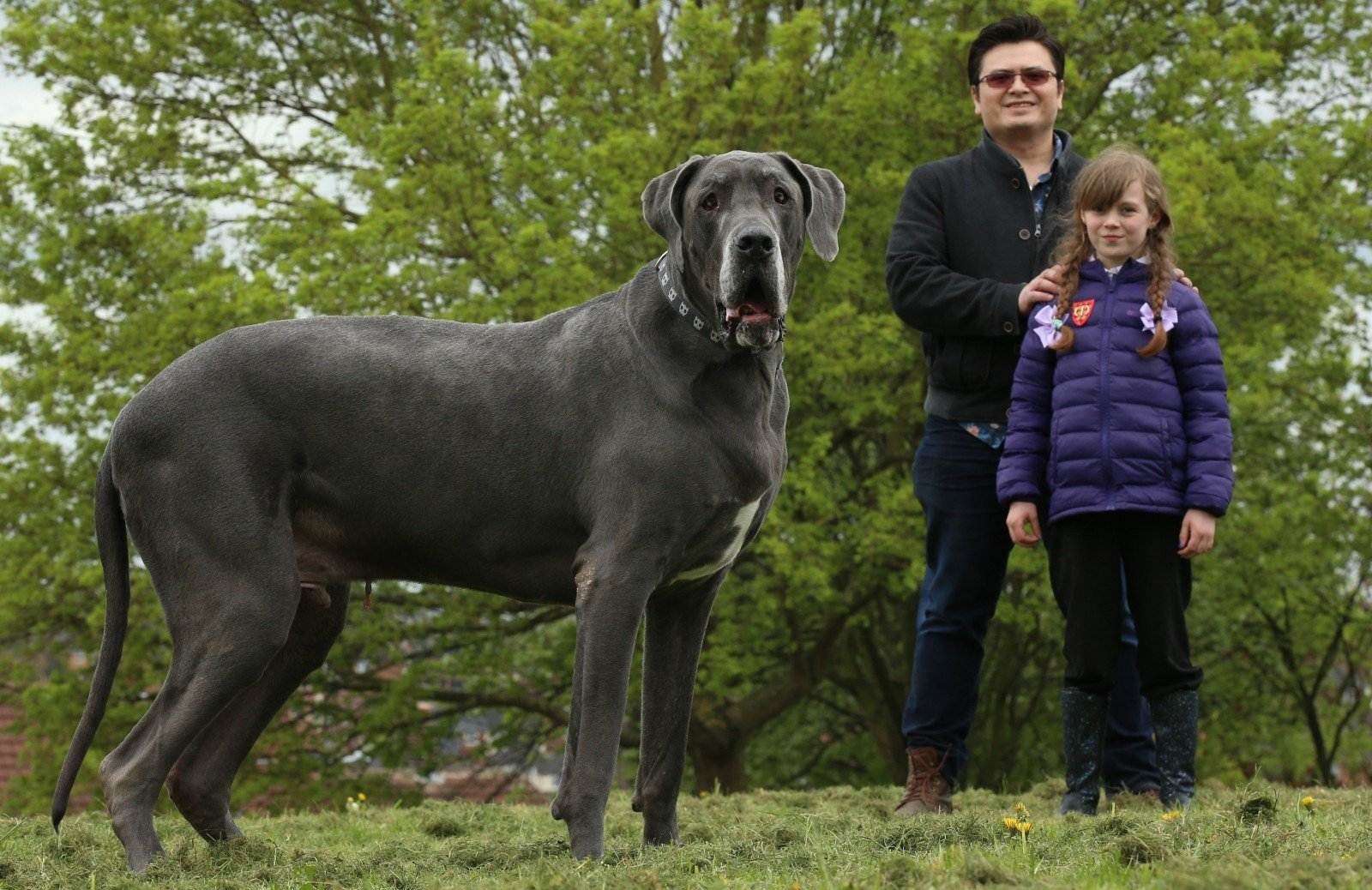 Самые большие породы собак - топ-10 самых крупных собак