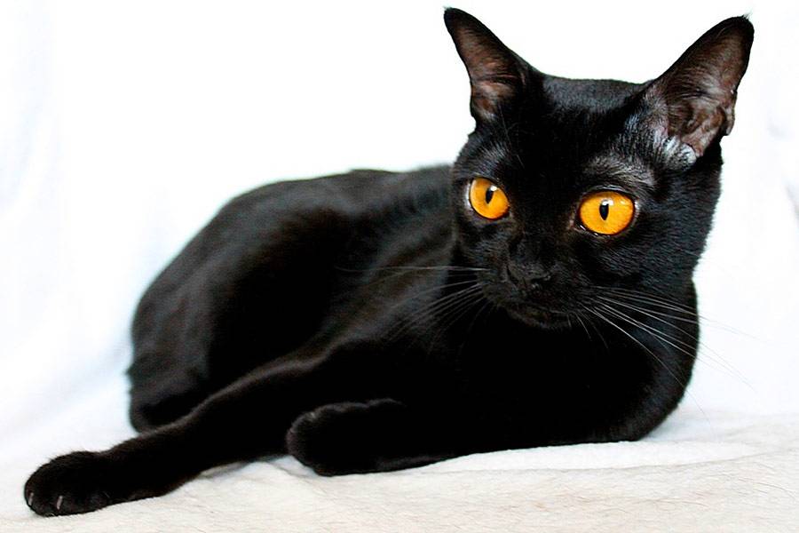 Породы черных кошек: названия и фото