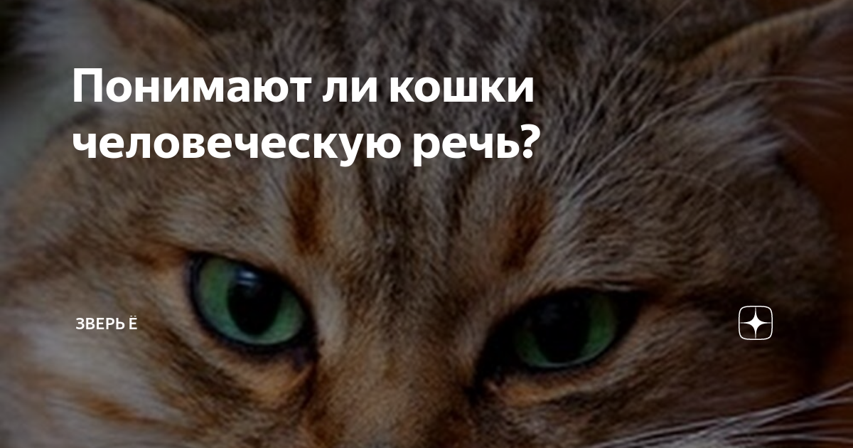 Японские ученые доказали: кошки понимают человеческую речь - gafki.ru