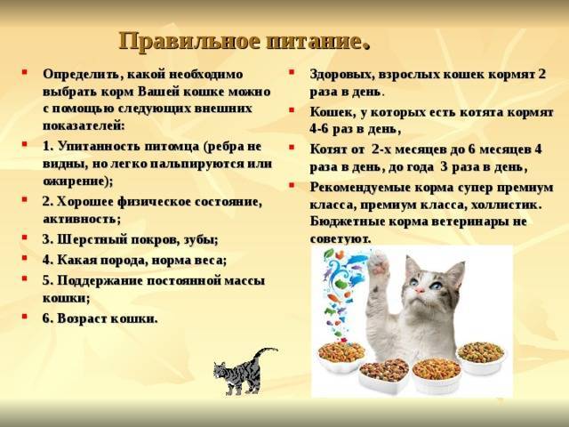 Какие корма для кошек рекомендуют ветеринары: бренды и торговые марки | ваши питомцы