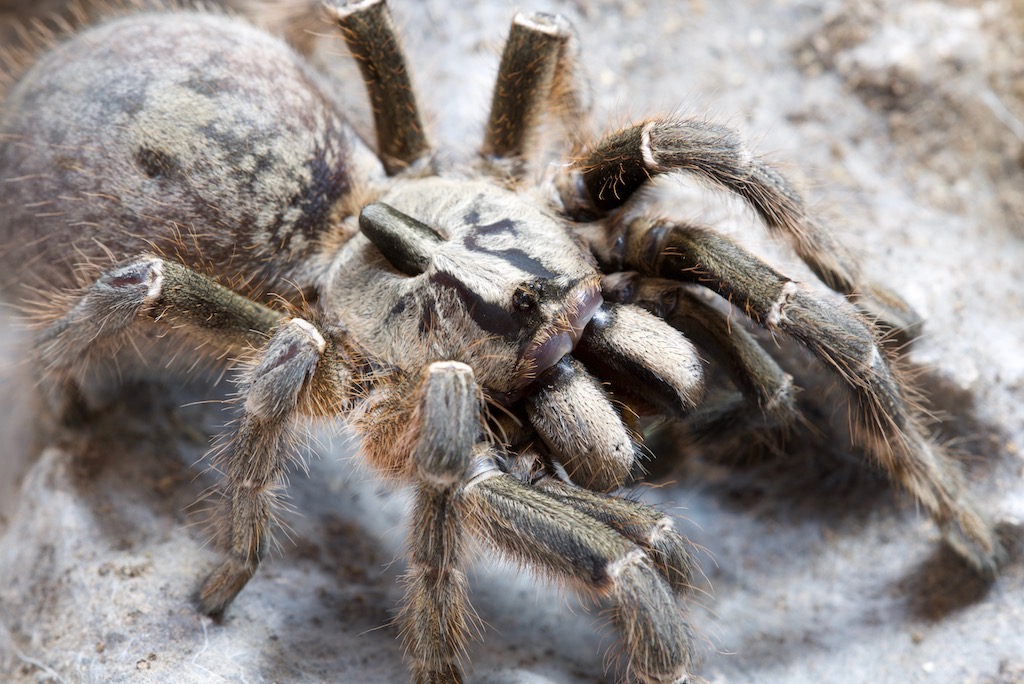 Ceratogyrus marshalli (пряморогий птицеед)