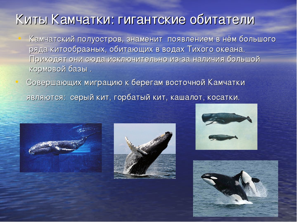 Кит: сколько весит, каких размеров бывает, как спаривается и сколько лет живет
