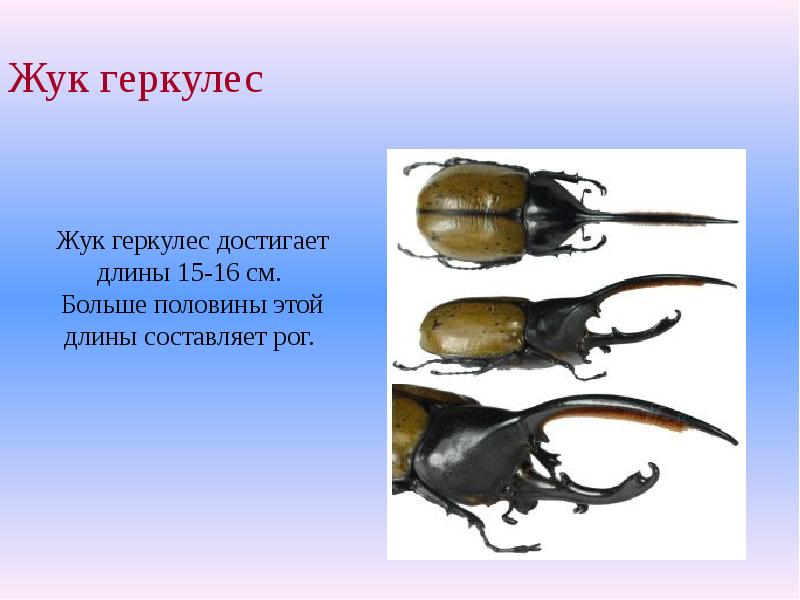 Жук геркулес: чем питается и где обитает насекомое силач
