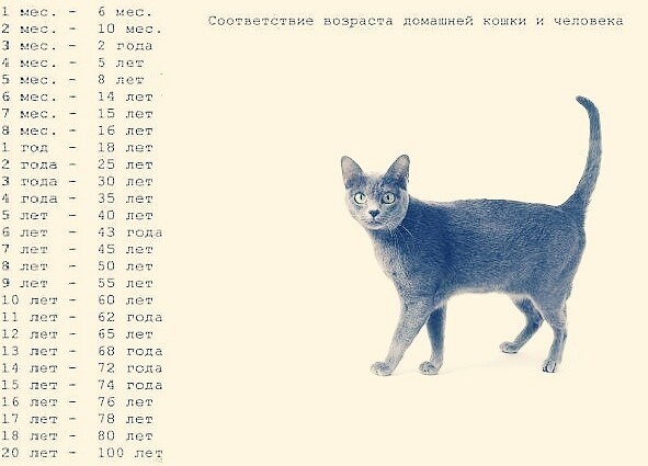 Как посчитать возраст кошки на человеческий, за сколько идет год у кота, как рассчитать самостоятельно - блог о животных - zoo-pet.ru
