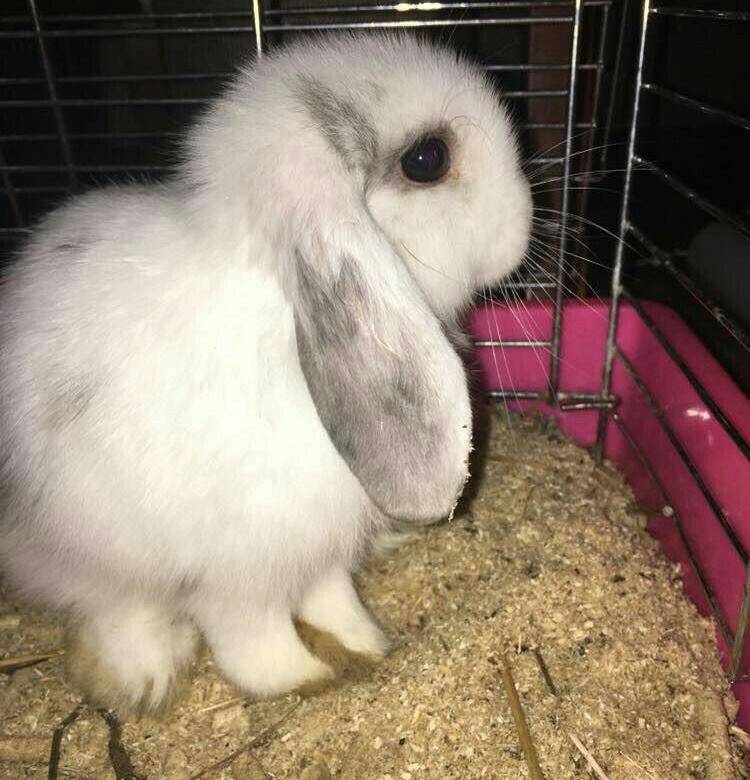 Декоративные кролики: уход и содержание в домашних условиях, породы