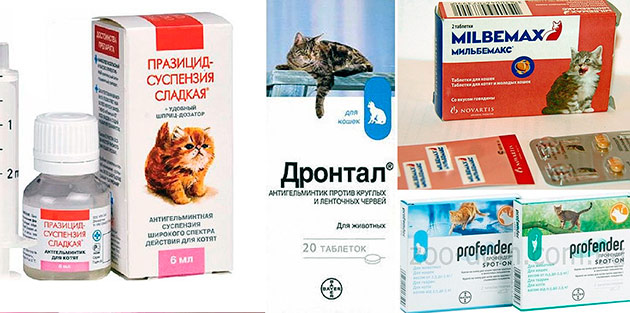 Основные правила и рекомендации, как проглистогонить кошку самостоятельно