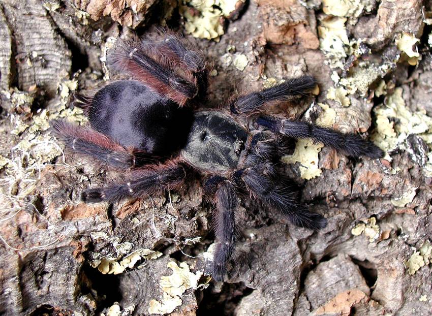 Tapinauchenius violaceus (purple tree spider) tarantula care sheet | keeping exotic pets