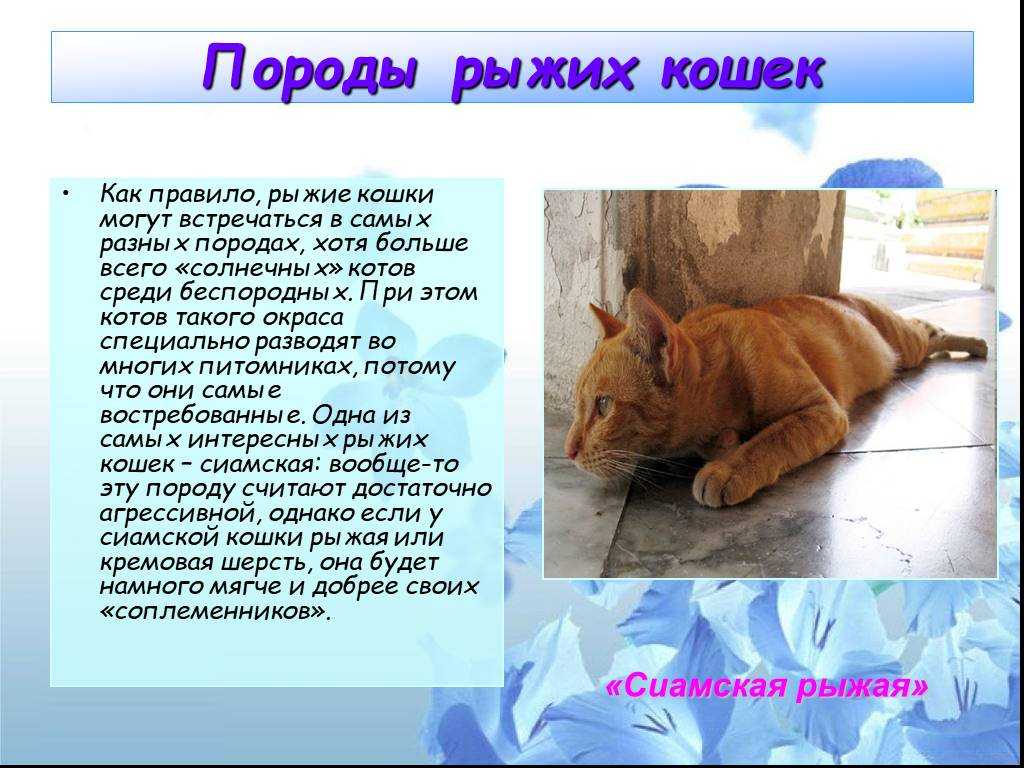 Чужой кот пришёл в дом: приметы и суеверия