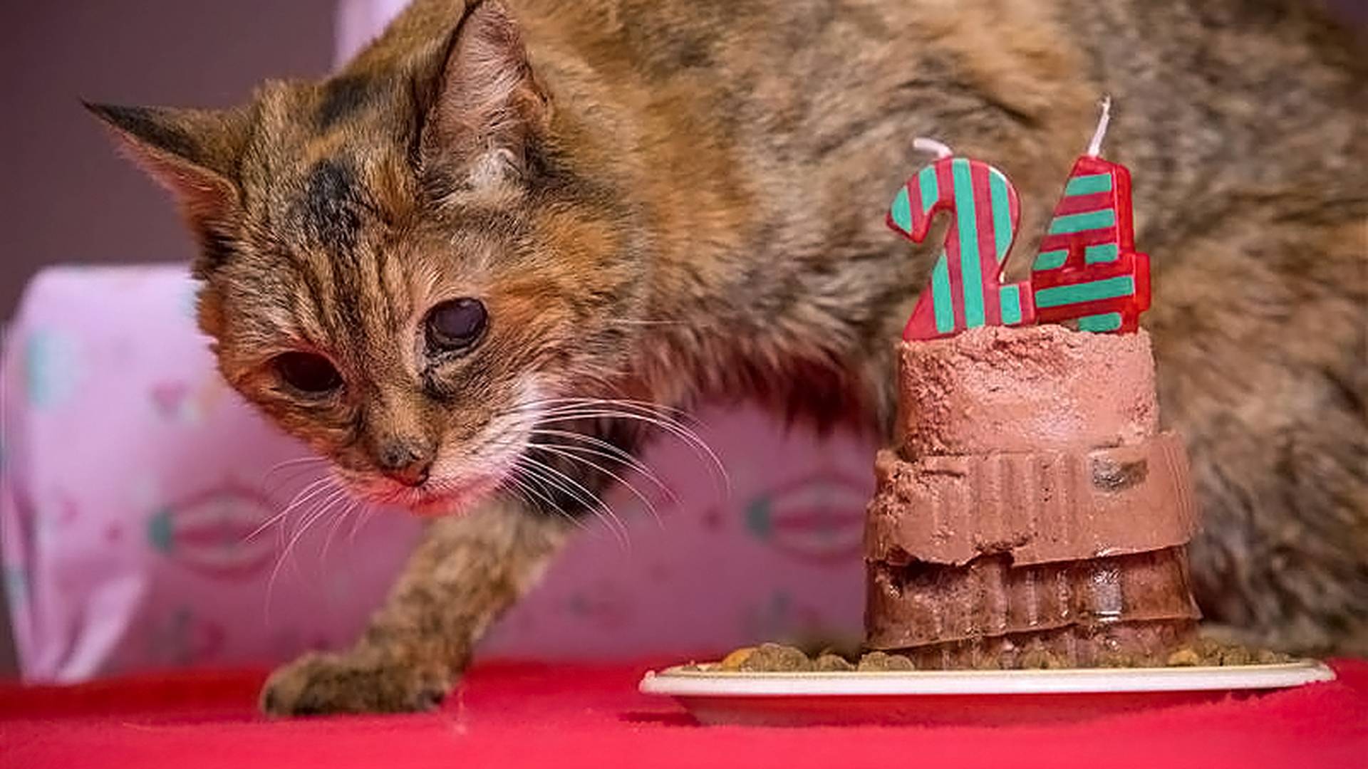 Сколько лет самой старой кошке в мире: рейтинг котов-долгожителей