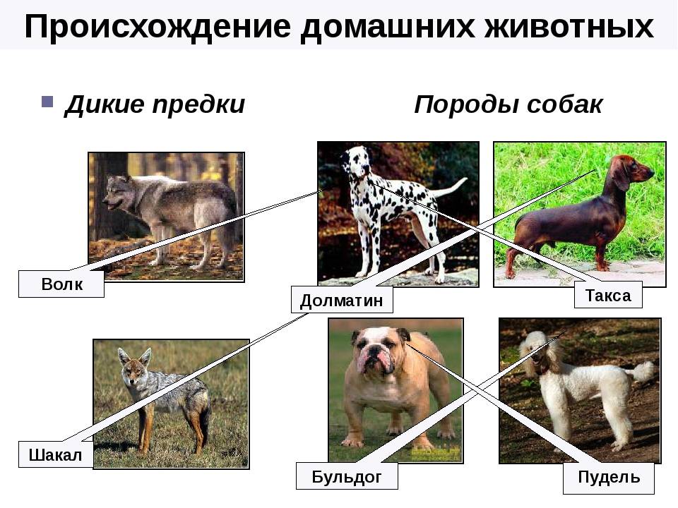 Список самых древних пород собак на земле и их подробное описание