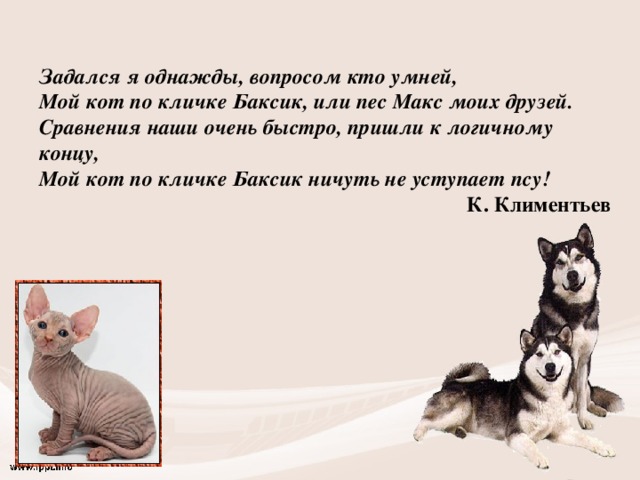 Кто умнее кошки или собаки и почему