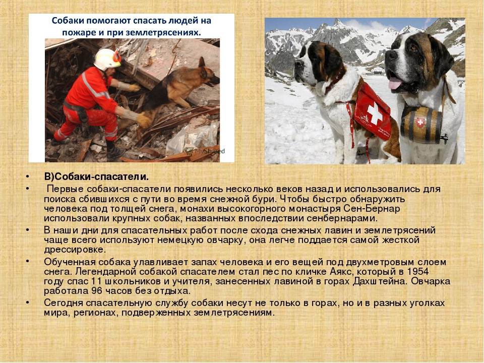 10 примеров героического спасения животными человека | divolog.ru