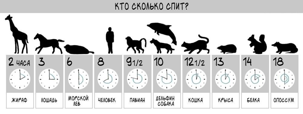 Сколько времени должна спать собака в сутки: возраст, нагрузка и режим дня