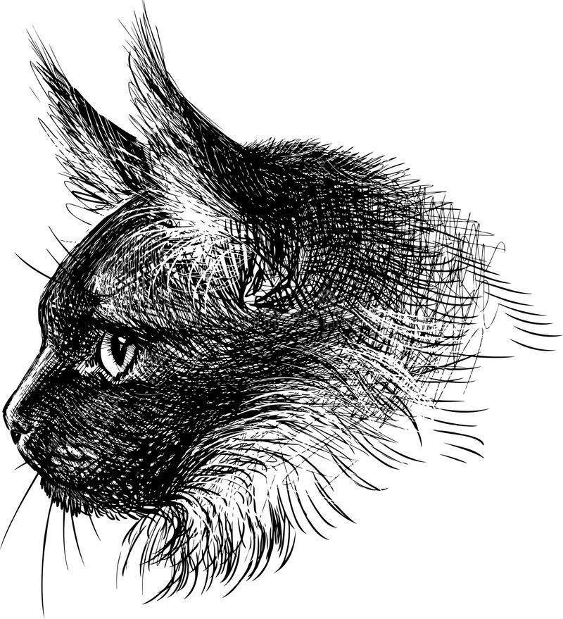 Как легко и красиво нарисовать кошку, кота, котенка поэтапно карандашом для начинающих