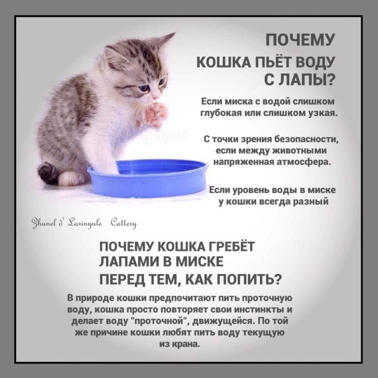 Кошка отказывается от еды: почему и что делать? | kitekat™